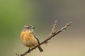 Female Stone chat on a thorny branch in Richmond Park with a beautiful bokeh background
