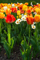 Colors of spring - blossoming orange, red, yellow and white tulips in the garden