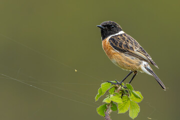 Male Stonechat with a beautiful bokeh background in Richmond Park