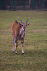 Eland zwyczajny  © Patryk
