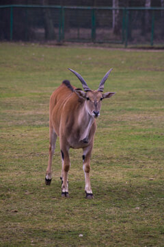 Eland zwyczajny
