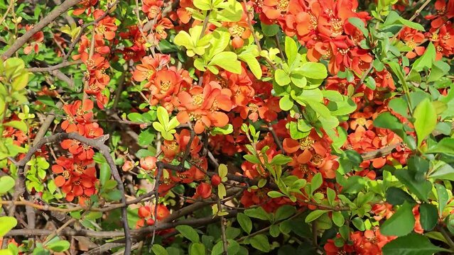 Bright red flowers of a Flowering quince, Chaenomeles speciosa, shrub. a thorny deciduous or semi-evergreen shrub also known as Japanese quince or Chinese quince
