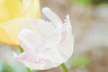Obraz na płótnie Canvas 森林公園に咲く美しいチューリップ