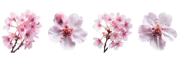 Fototapeta na wymiar Set of Beautiful sakura flower on white background , transparent png 