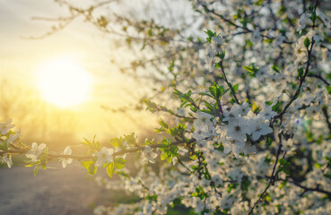 Nature scene blooming white cherry tree in spring. Sakura blooming. Light of evening sun, sunset