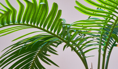 green cycus leaves growing on a white background
