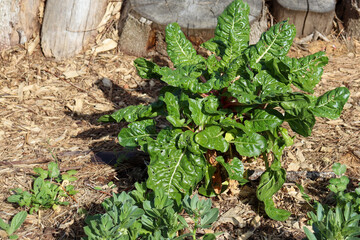 spinach leaves in home vegetable garden