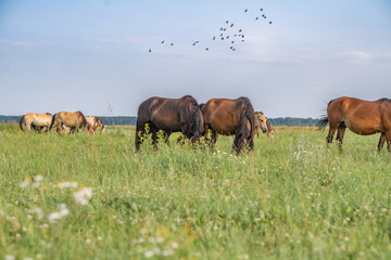 Thoroughbred horses graze on a summer field.