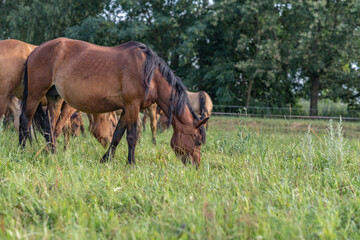 Fototapeta premium Thoroughbred horses graze on a summer field.