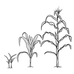 Vector drawing Illustration Hand drawn ink sketch of maize cobs of sweetcorn with husk and leaf growing plant line art isolated on white background,  Education and school kids coloring page - obrazy, fototapety, plakaty