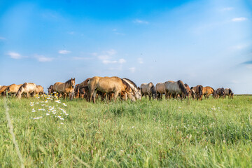 Thoroughbred horses graze on a summer field.