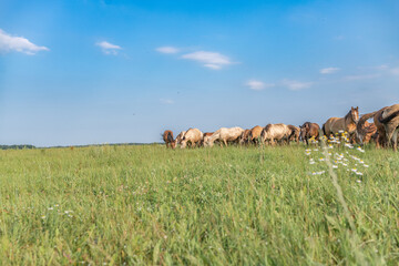 Thoroughbred horses graze on a summer field.