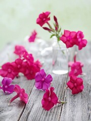 bouquet of pink roses