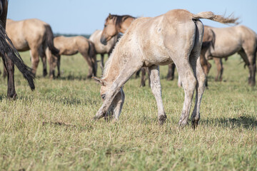 Thoroughbred horses graze on a summer field.