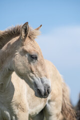Obraz premium Thoroughbred horses graze on a summer field.