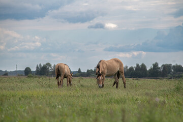 Thoroughbred horses graze on a summer field.