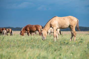 Naklejka na ściany i meble Thoroughbred horses graze on a summer field.
