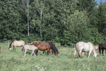 Thoroughbred horses graze on a summer field.