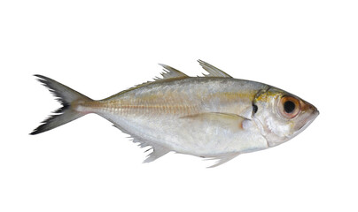 Fresh bigeye scad fish isolated on white background