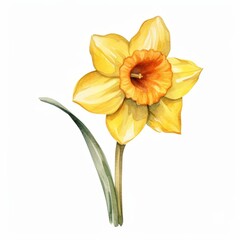 A watercolor painting of a daffodil in full bloom against a white background.