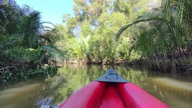 Khlong Sang Ne or Little Amazon Takua Pa in Phang Nga Thailand - short canal originated from Khao Bang Tao and ends at the Takua Pa River , see the old Banyan Mangrove snake and Reticulated python