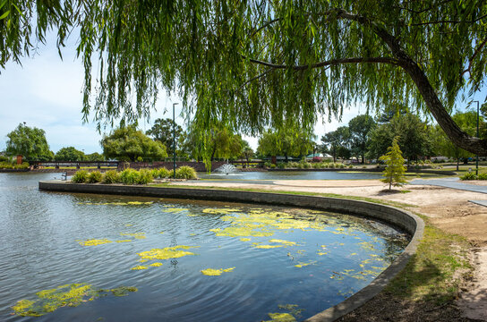 Water pond and lush green treees in Cato Park. Stawell, VIC Australia. The recreational public park and garden is a place for outdoor activity in the regional small town.