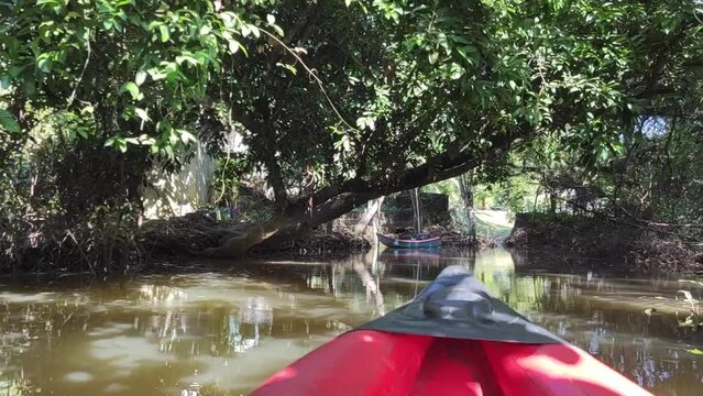Khlong Sang Ne or Little Amazon Takua Pa in Phang Nga Thailand - short canal originated from Khao Bang Tao and ends at the Takua Pa River , see the old Banyan Mangrove snake and Reticulated python