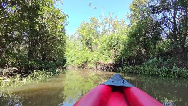 Khlong Sang Ne or Little Amazon Takua Pa in Phang Nga Thailand - short canal originated from Khao Bang Tao and ends at the Takua Pa River , see the old Banyan Mangrove snake and Reticulated python