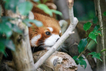 Red Panda Peeking Through Lush Green Canopy