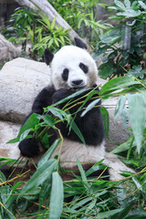 Fototapeta premium Giant Panda Delighting in a Bamboo Banquet