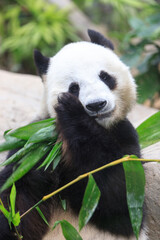 Giant Panda Delighting in a Bamboo Banquet