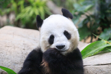 Giant Panda Leisurely Munching Bamboo Shoots