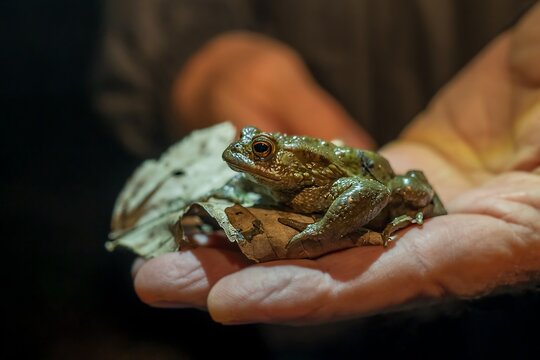 Toad in hands. Common toad at night. European toad. Bufo bufo