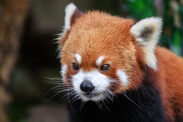 Curious Red Panda Peeking Through Greenery