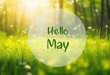 Hello May greeting card with green sunny spring meadow background.Springtime concept. 