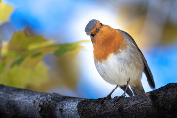 Le bonjour du rouge gorge © Xavier