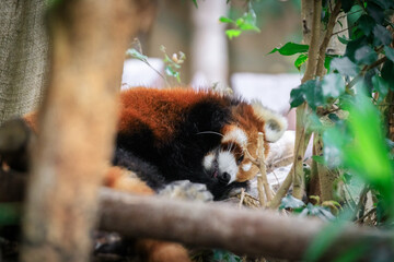 Restful Red Panda Amidst Verdant Greens