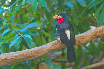 Bearded Barbet - African Barbet sitting on a branch. Barbets are near passerine birds with a worldwide tropical distribution, although New World and Old World barbets are placed in different families.