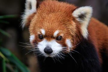 Curious Gaze of a Red Panda in Lush Greenery
