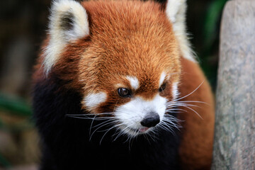 Curious Gaze of a Red Panda in Lush Greenery
