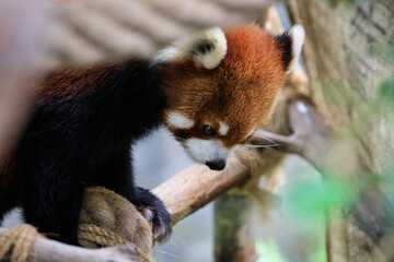 Vibrant Red Panda Perched in Lush Greenery