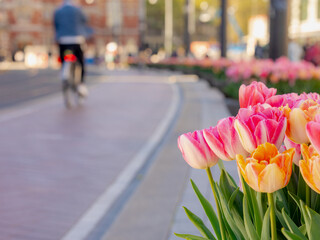 Selective focus of colourful tulips flowers in the pot placed along street during spring season, Blurred architecture traditional canal houses and people biking as background, Amsterdam, Netherlands. - obrazy, fototapety, plakaty