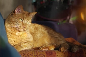Cute red cat sunbathing on a sofa and looking away. Horizontal image with selective focus.	
