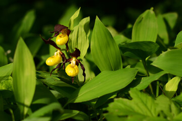 Wild lady's-slipper orchid blooming in spring green forest