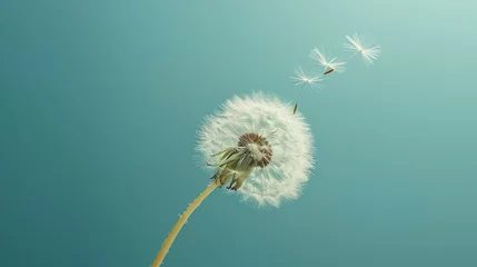  A close-up shot of a single dandelion with its seed floating away, set against a Solid Color Background © LaxmiOwl