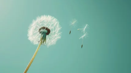  A close-up shot of a single dandelion with its seed floating away, set against a Solid Color Background © LaxmiOwl
