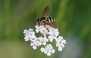 A hoverfly perching on a wildflower against a defocused green background. 