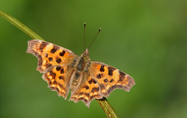A closeup of a comma butterfly, polygonia c-album, resting in an English nature reserve against a...