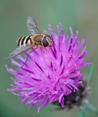 A hoverfly in closeup feeding on a bright pink thistle in the wild. 
