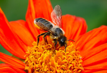 A closeup of a leafcutter bee feeding on a colourful Mexican sunflower in a garden. 